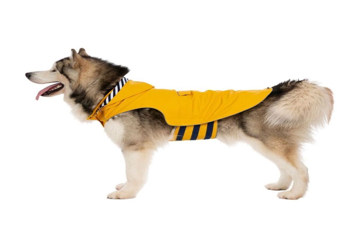 Dog Suit Waterproof – Identify The Truth About Them